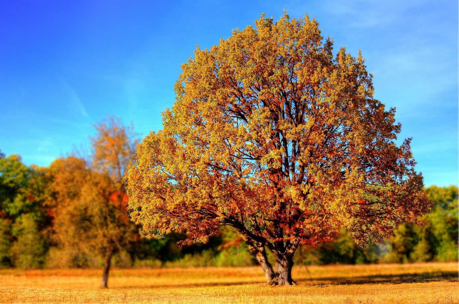 Herbst (c) pixabay.com